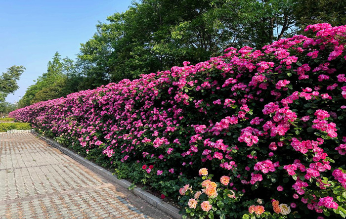 金沙9159游乐场(中国)有限公司-BinG百科